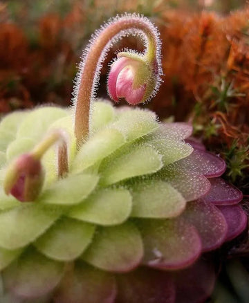 Butterwort Flower Seeds for Planting - 100 pcs seeds for planting in home garden