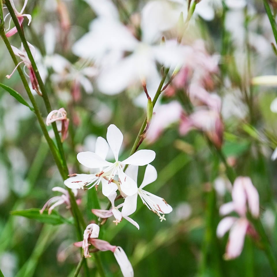 White (White scientific name) for planting in garden