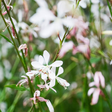 White (White scientific name) for planting in garden