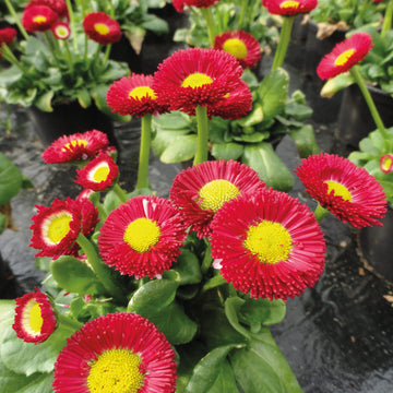 Red (Red scientific name) for planting in garden