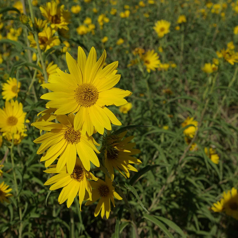 Yellow Maximiliani Flower Seeds for Planting, 100 pcs seeds for planting in home garden