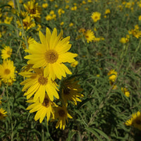 Yellow Maximiliani Flower Seeds for Planting, 100 pcs seeds for planting in home garden