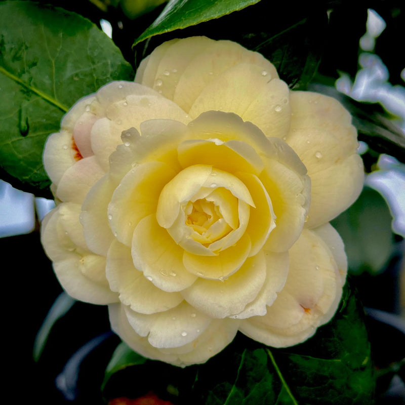 Organic Heirloom Camellia Light Yellow Flower Seeds – Non-GMO Ornamental Seeds for Planting seeds for planting in home garden