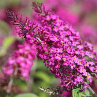 Ruby (Ruby scientific name) for planting in garden