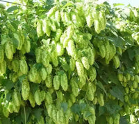 Humulus Lupulus Plant Seeds for Planting - 100 pcs seeds for planting in home garden
