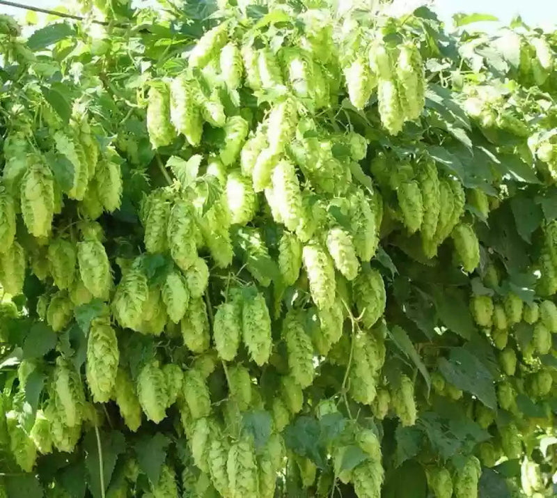 Humulus Lupulus Plant Seeds for Planting - 100 pcs seeds for planting in home garden