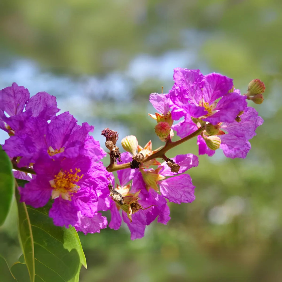 Lagerstroemia Flower Seeds for Heirloom Lagerstroemia Flower Seeds, Non-GMO Crape Myrtle Blooms for Colorful Garden and Landscape Planting, Heirloom, Non-GMO, for planting in home garden