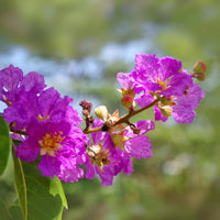 Lagerstroemia Flower Seeds for Heirloom Lagerstroemia Flower Seeds, Non-GMO Crape Myrtle Blooms for Colorful Garden and Landscape Planting, Heirloom, Non-GMO, for planting in home garden