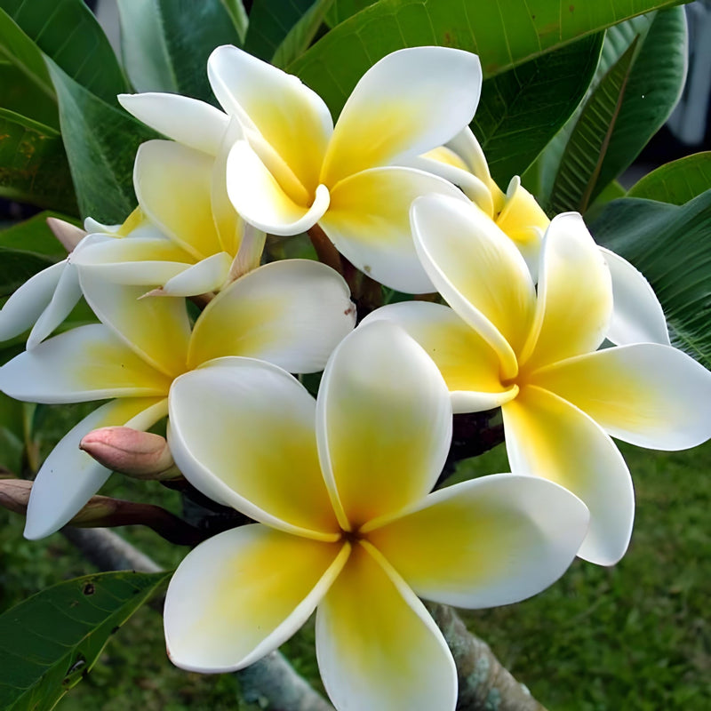 Yellow White Frangipani Flower Seeds â€“ Heirloom, Non-GMO Tropical Seeds for Planting for planting in home garden