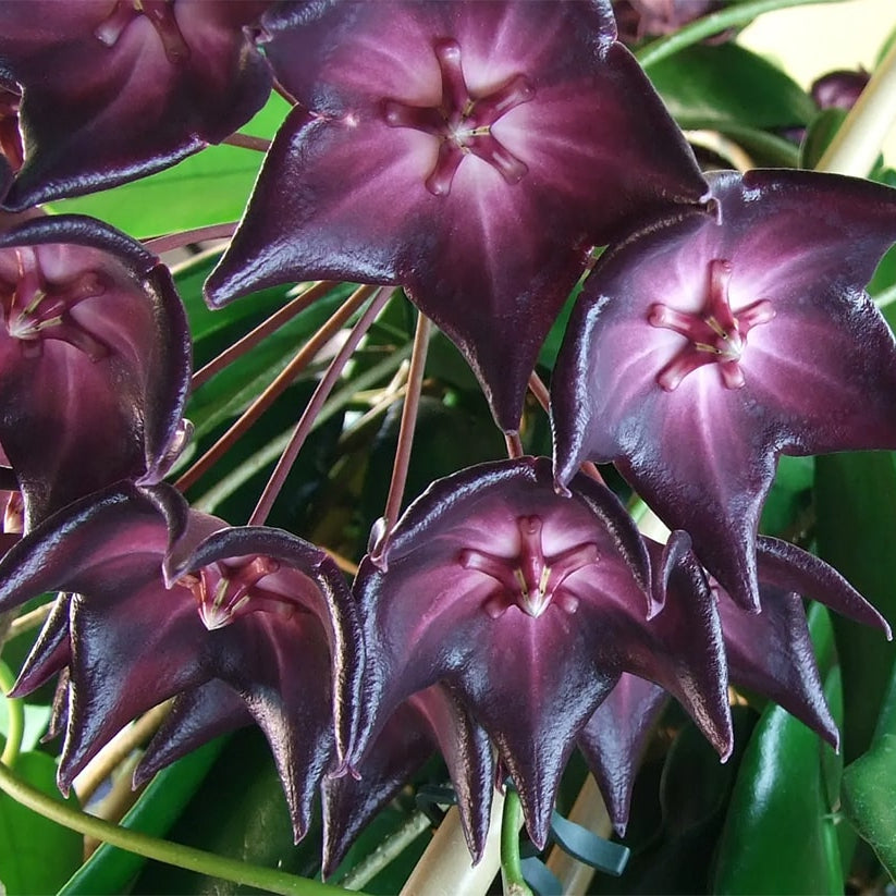 Purple (Purple scientific name) for planting in garden