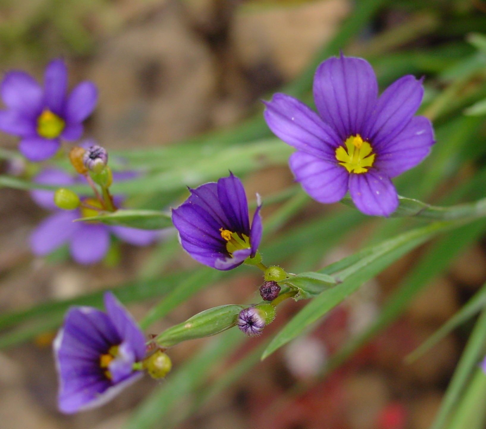 Sisyrinchium Flower Seeds for planting in home garden