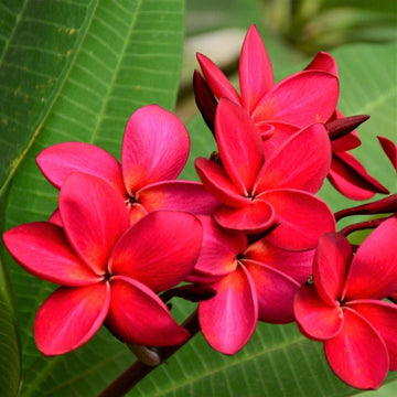 Red (Red scientific name) for planting in garden