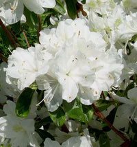 Heirloom (Heirloom scientific name) for planting in garden