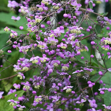 Thalictrum Flower Seeds â€“ Heirloom, Non-GMO Seeds for Planting Delicate Airy Blooms for planting in home garden