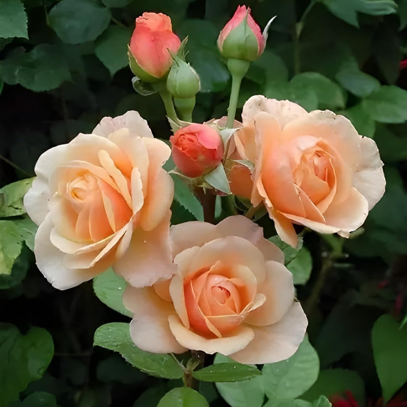 Rose (Rose scientific name) for planting in garden