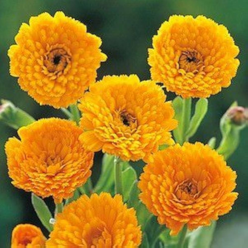 Yellow Flower Pot Seeds for Planting - NON GMO Seeds seeds for planting in home garden