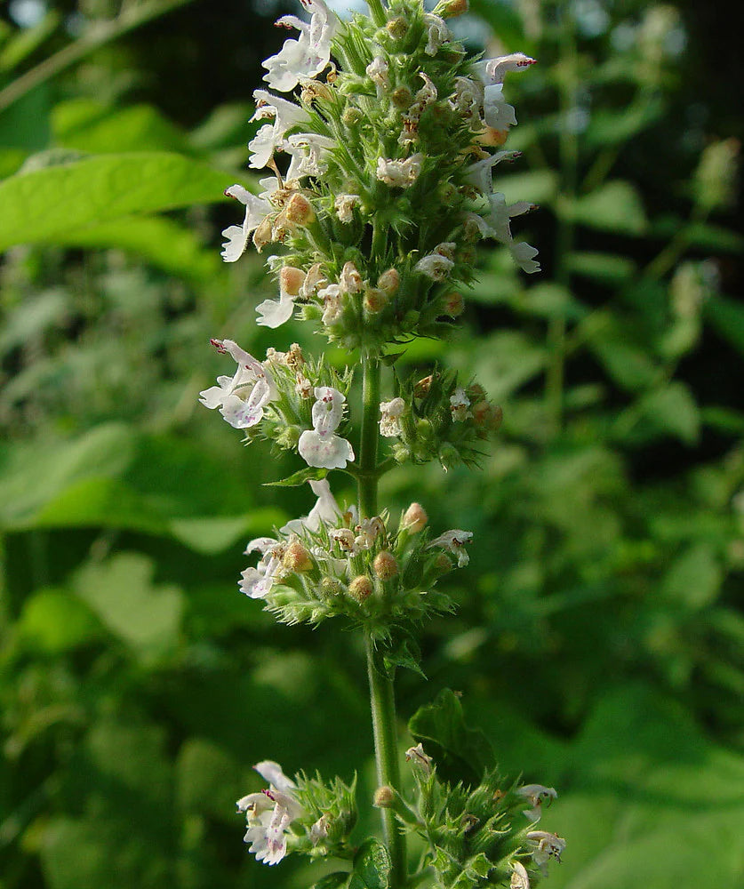 Heirloom Non-GMO Catnip Catmint Flower Seeds for Planting – Aromatic Herb Flower Seeds