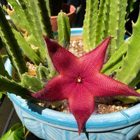 Red (Red scientific name) for planting in garden