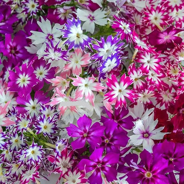 Mixed (Mixed scientific name) for planting in garden
