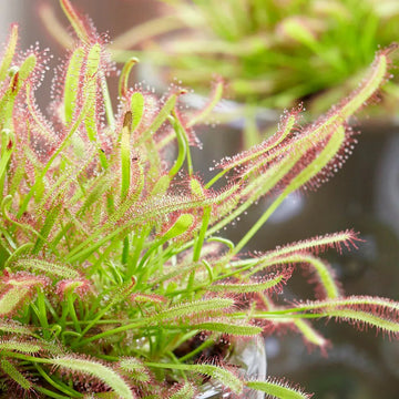 Green Sundew Clip Plant Seeds for Planting, 100 pcs seeds for planting in home garden