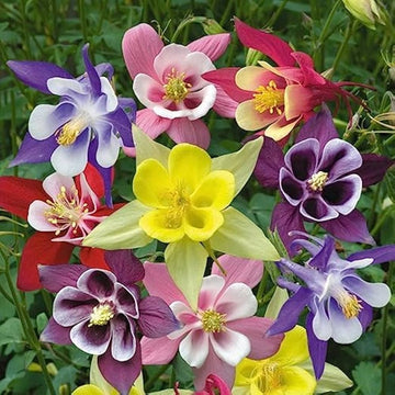 Mixed Columbine Flower Seeds for planting in home garden