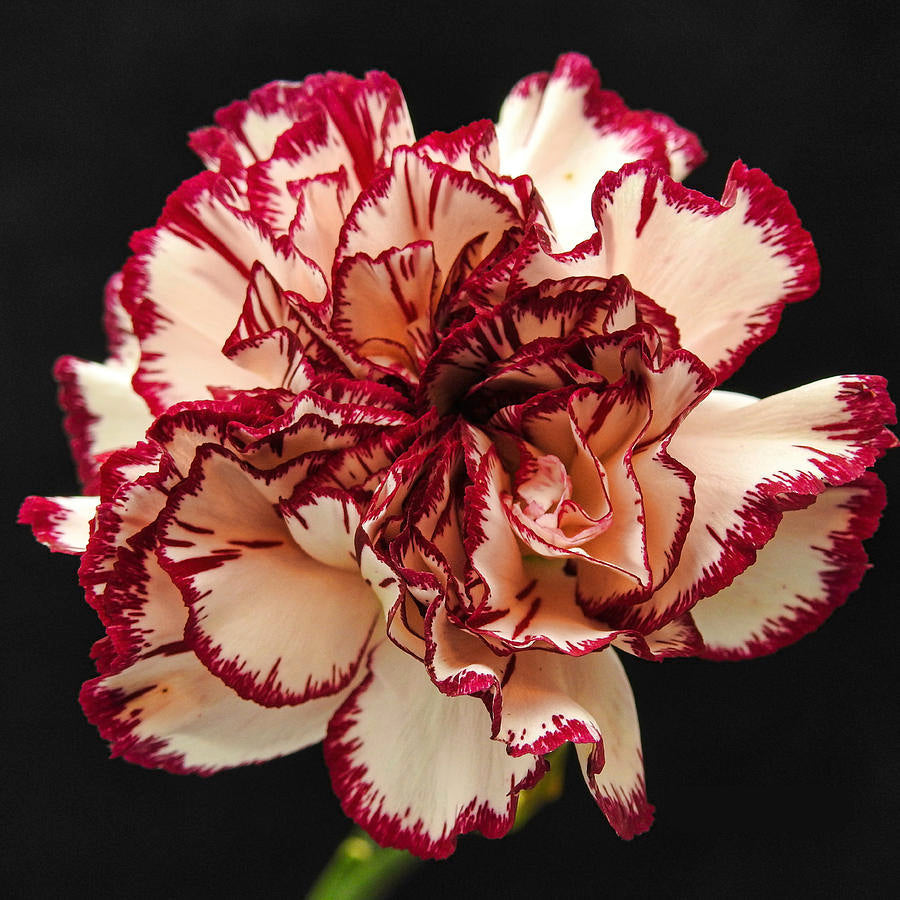 Cream (Cream scientific name) for planting in garden