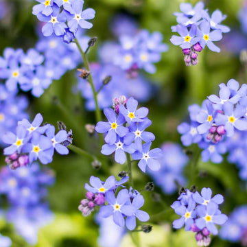Lavender (Lavender scientific name) for planting in garden