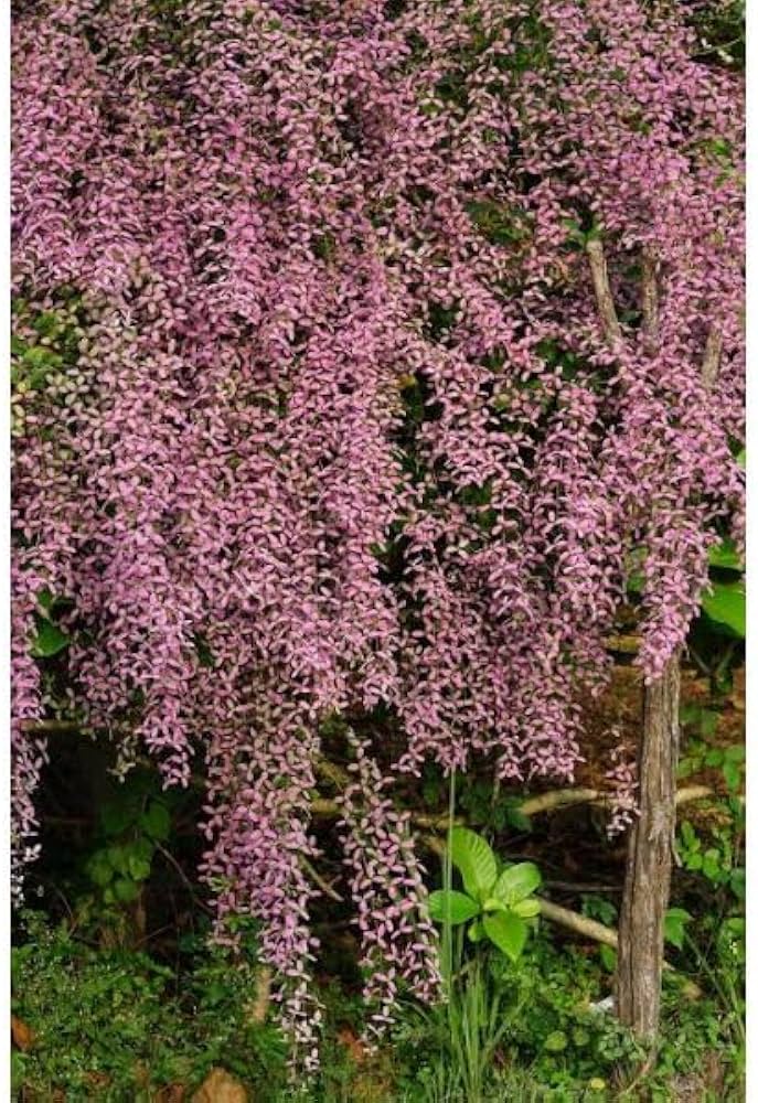 Shower Orchid (Congea Tomentosa) flower seeds – heirloom, non-GMO seeds for planting seeds for planting in home garden