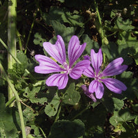 Heirloom Non-GMO Mauve Flower Seeds for Elegant and Colorful Garden Planting for planting in home garden