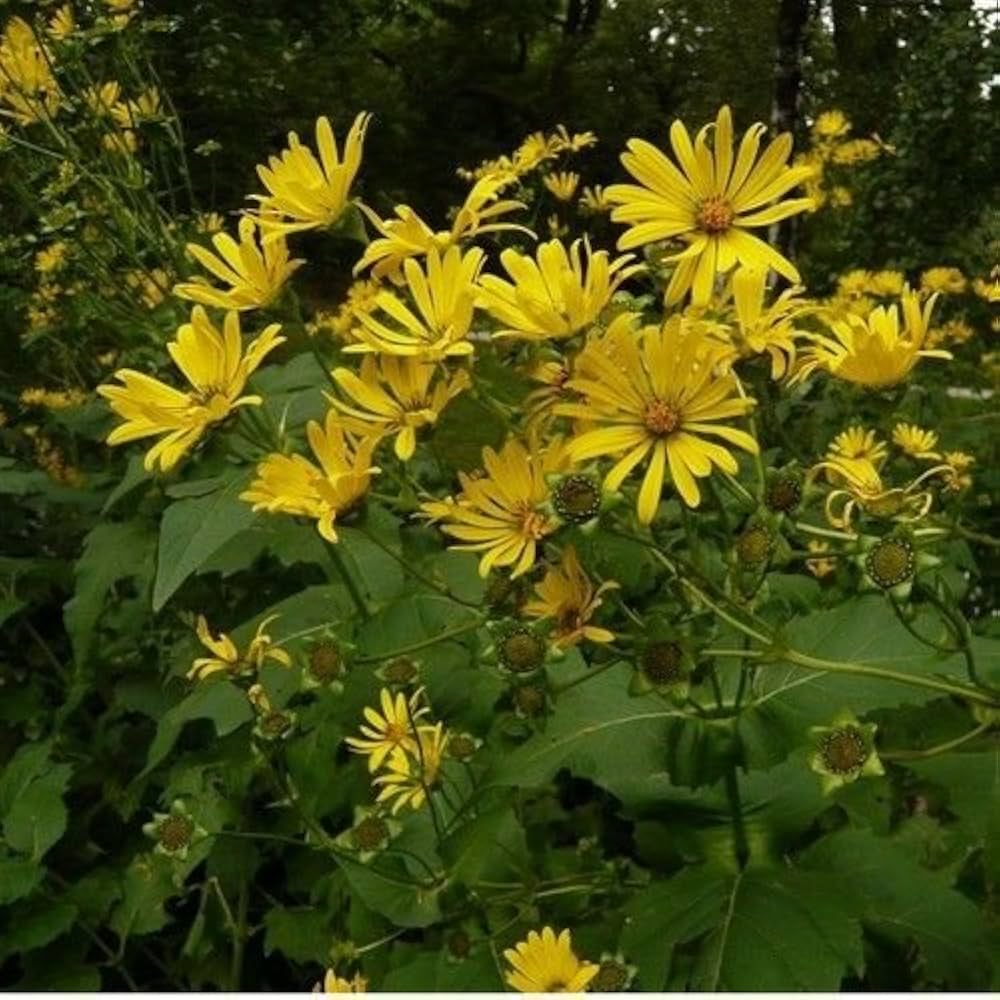 Yellow Silphium Perfoliatum Flower Seeds for Planting - 100 pcs seeds for planting in home garden