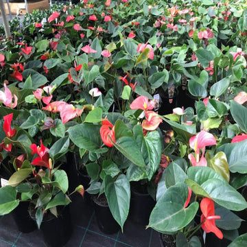 Multi-Colour Anthurium Flower Seeds for Planting Tropical - Non GMO seeds for planting in home garden