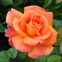 Orange Promise Rose Plant Seeds for Planting - Heirloom Non-GMO Garden Seeds for Growing seeds for planting in home garden