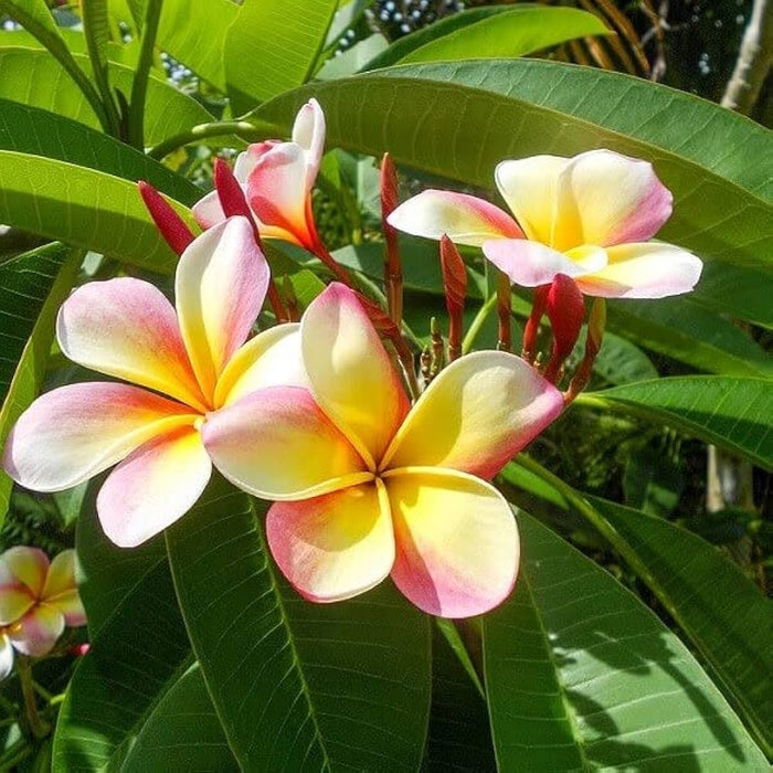 Mixed (Mixed scientific name) for planting in garden