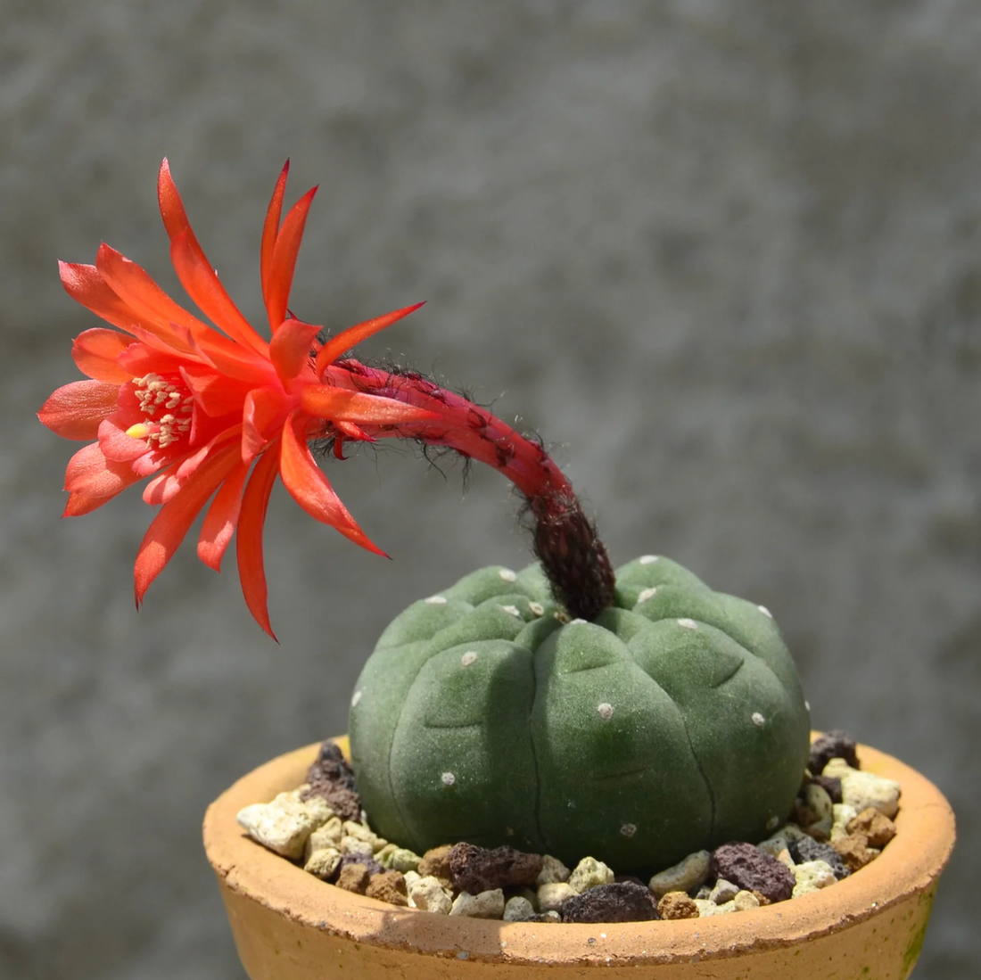 Red Matucana Plant Seeds for Planting - NON GMO Seeds seeds for planting in home garden