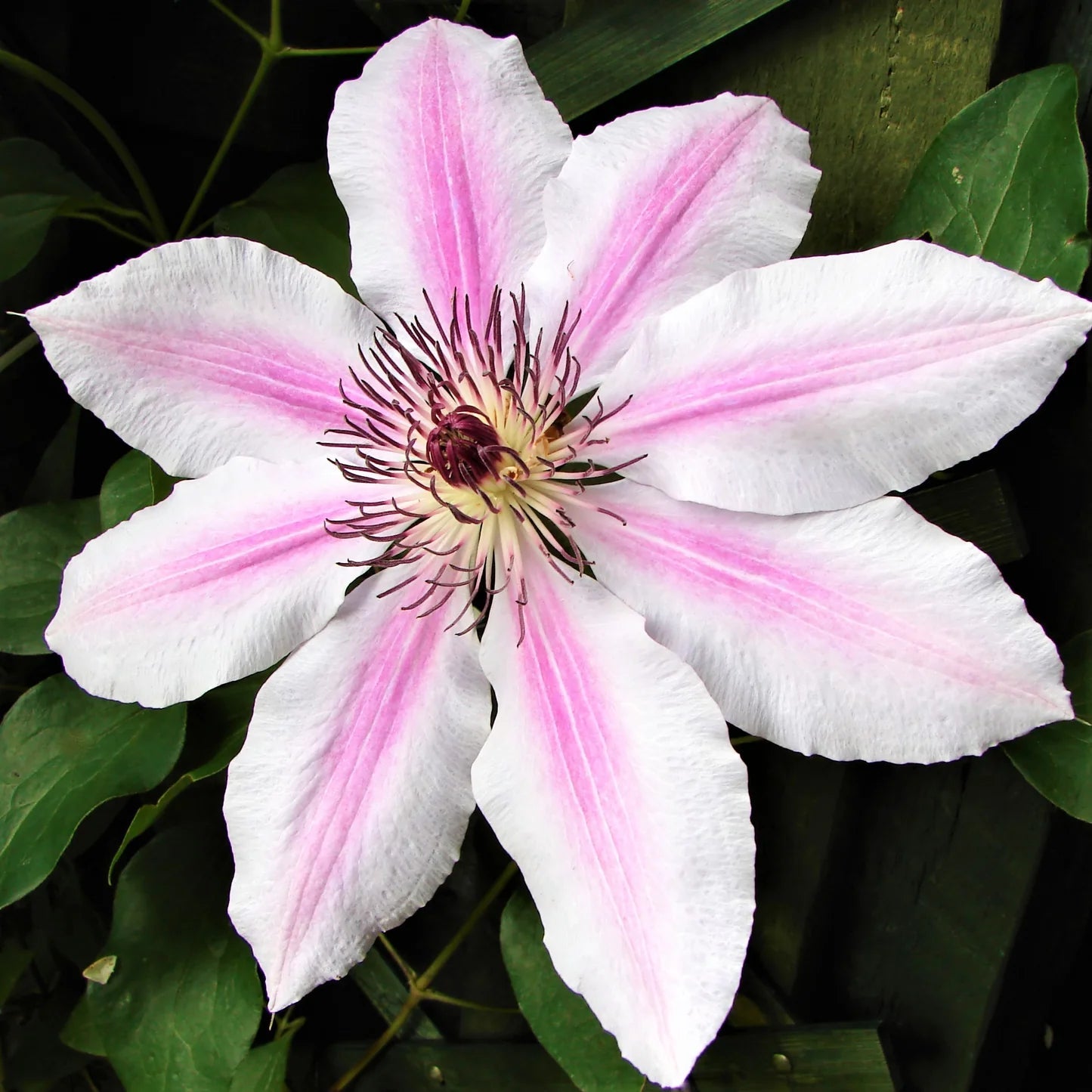 Non-GMO (Non-GMO scientific name) for planting in garden