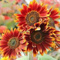 Orange Red Sunflower Seeds for Planting – Bright Blooms for Gardens, Pollinators & Decorative Use seeds for planting in home garden