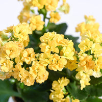 Yellow (Yellow scientific name) for planting in garden