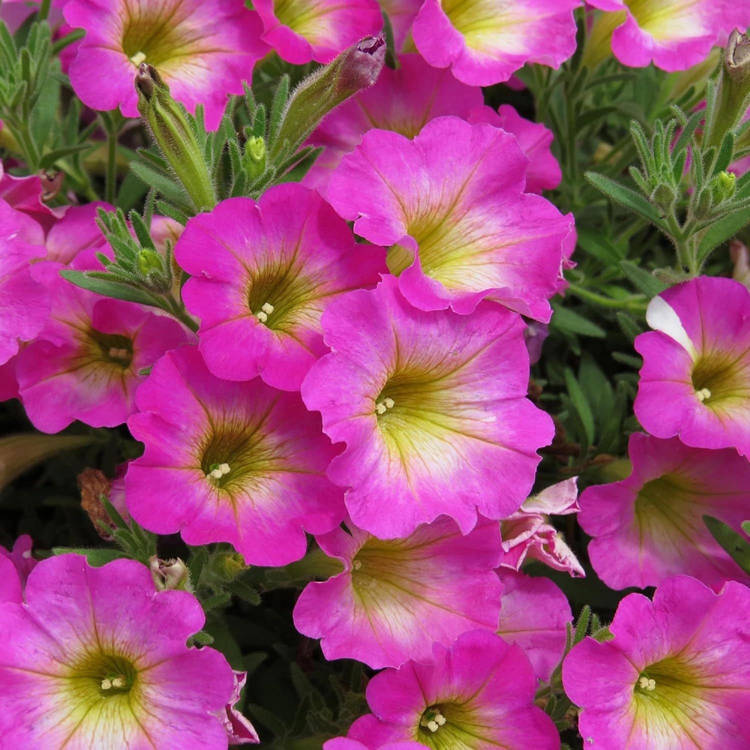 & (& scientific name) for planting in garden