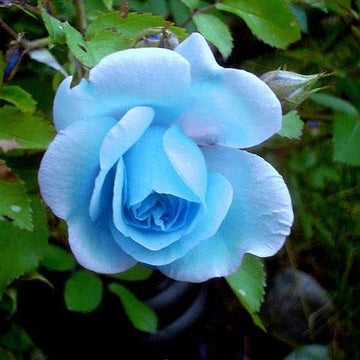 Blue (Blue scientific name) for planting in garden