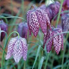 Fritillaria Plant Seeds for Planting - 100 pcs seeds for planting in home garden