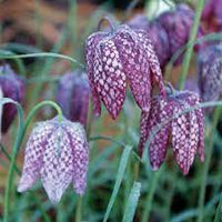 Fritillaria Plant Seeds for Planting - 100 pcs seeds for planting in home garden