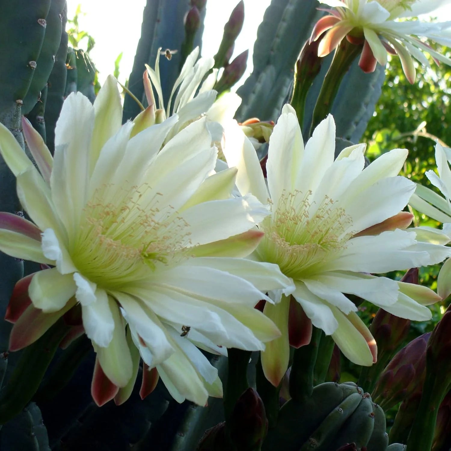 Cereus Flower Seeds for Planting, 100 pcs seeds for planting in home garden