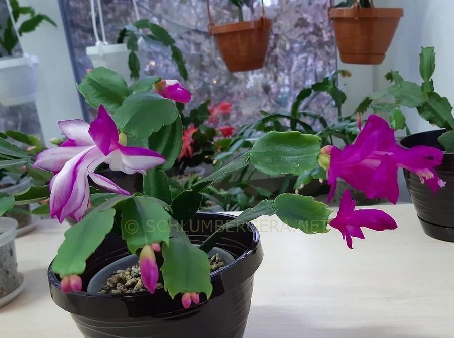 Heirloom Non-GMO Purple White Schlumbergera Plant Seeds for Garden Planting – Festive Cactus Blooms seeds for planting in home garden