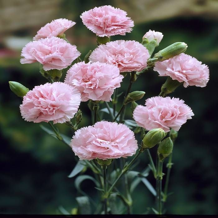 Heirloom Non-GMO Baby Pink Dianthus Flower Seeds for Garden Planting for planting in home garden