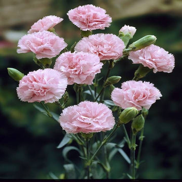 Heirloom Non-GMO Baby Pink Dianthus Flower Seeds for Garden Planting for planting in home garden