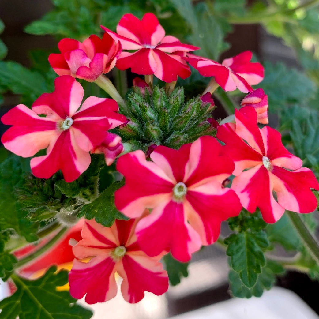 Stripe Verbena Flower Seeds for Planting - 100 pcs seeds for planting in home garden