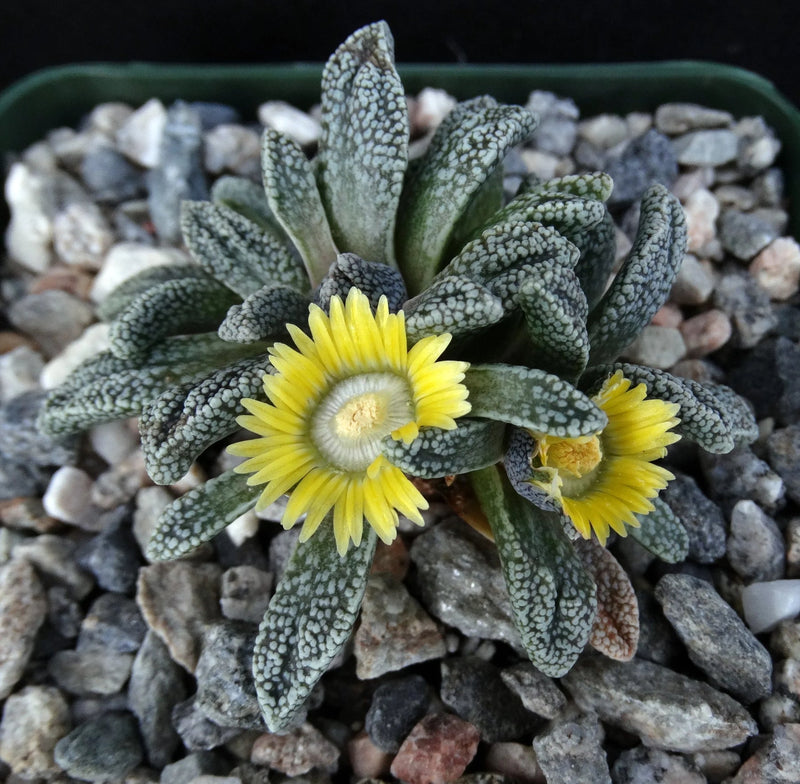 Yellow (Yellow scientific name) for planting in garden
