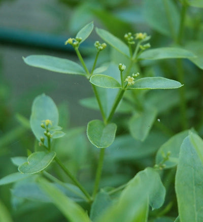 100 Pcs