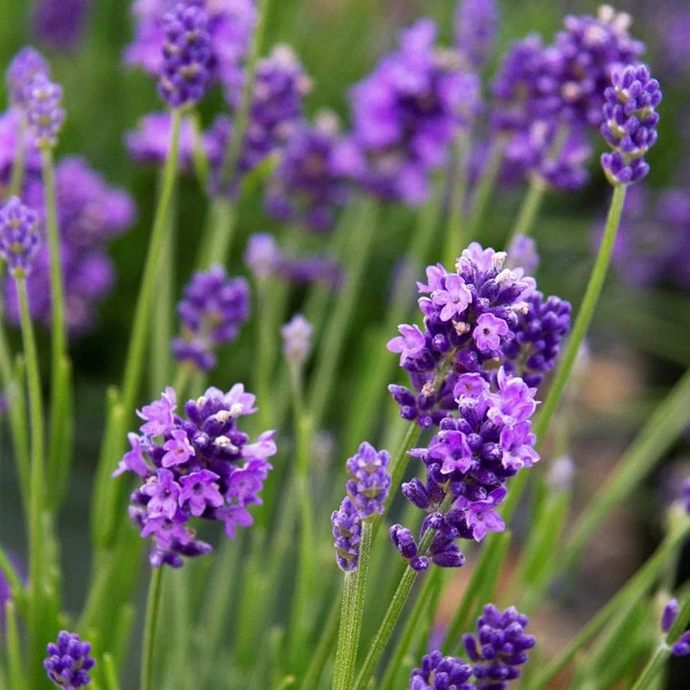 Heirloom Non-GMO Angustifolia Flower Seeds for Garden Planting for planting in home garden