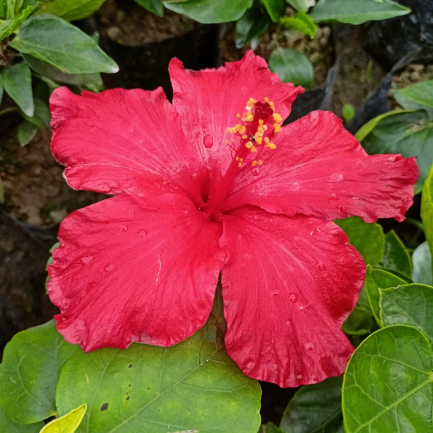 Burgundy Hibiscus Flower Seeds for planting in home garden